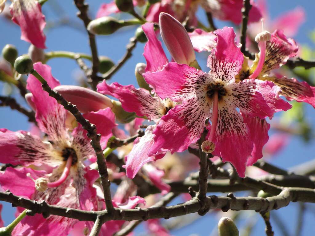 美人树大型粉红色花朵挂枝头