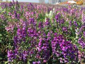 圖2. 2017關渡花海花況