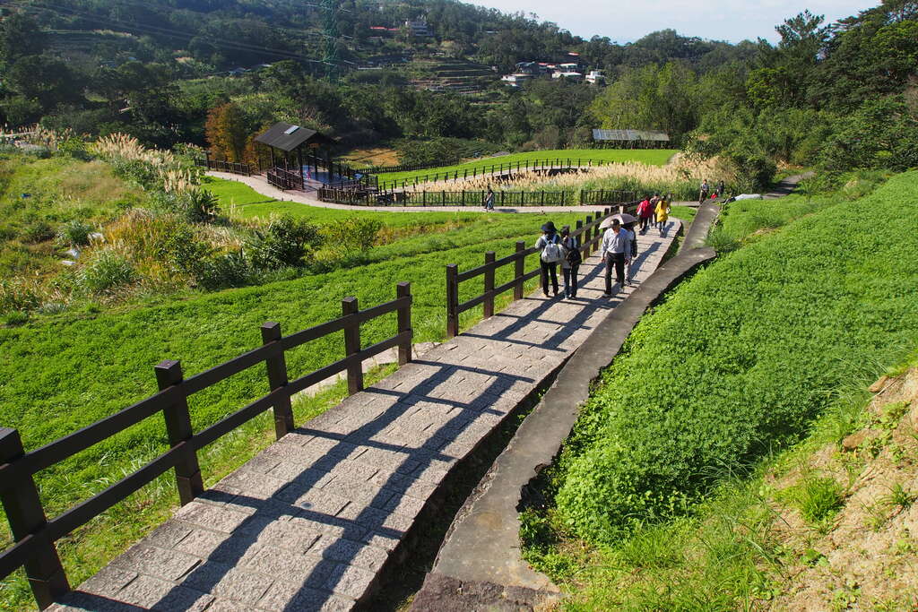 照片3 樟树步道沿途绿意景致