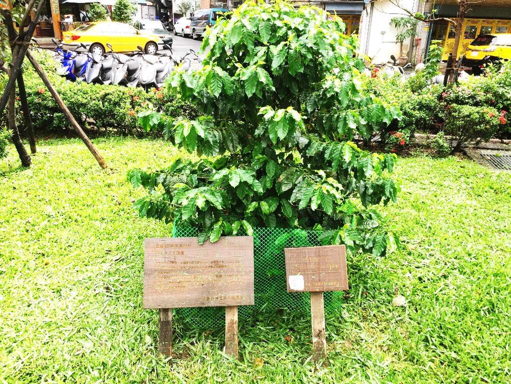 圖8、年初市長種植的咖啡樹，日漸茁壯