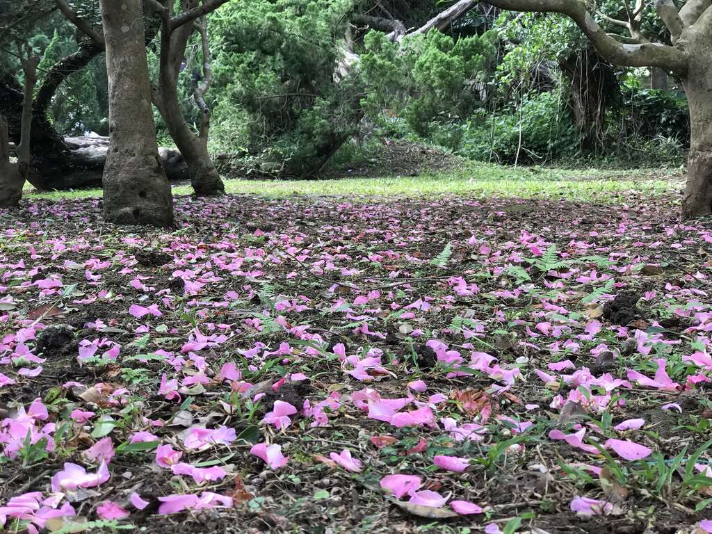 茶梅盛开时，树下常常有一片美丽的花瓣地毯