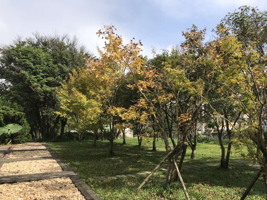 黄枫