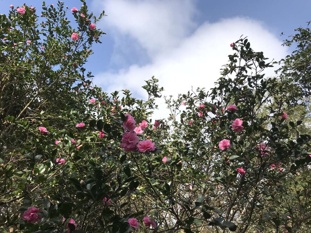 园区茶梅年年都盛开迎宾