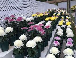 2017士林官邸菊展C.K.S. Shilin Residence Chrysanthemum Show