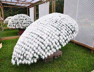 2017士林官邸菊展C.K.S. Shilin Residence Chrysanthemum Show