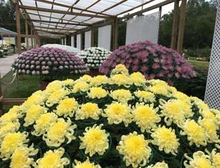 2017士林官邸菊展C.K.S. Shilin Residence Chrysanthemum Show