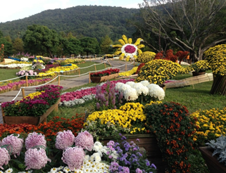 2017士林官邸菊展C.K.S. Shilin Residence Chrysanthemum Show
