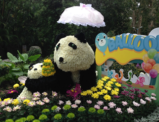 2017士林官邸菊展C.K.S. Shilin Residence Chrysanthemum Show