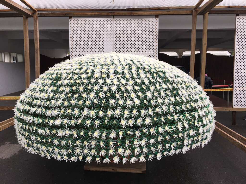 圖. 菊展最佳女主角~大立菊您千萬不能錯過