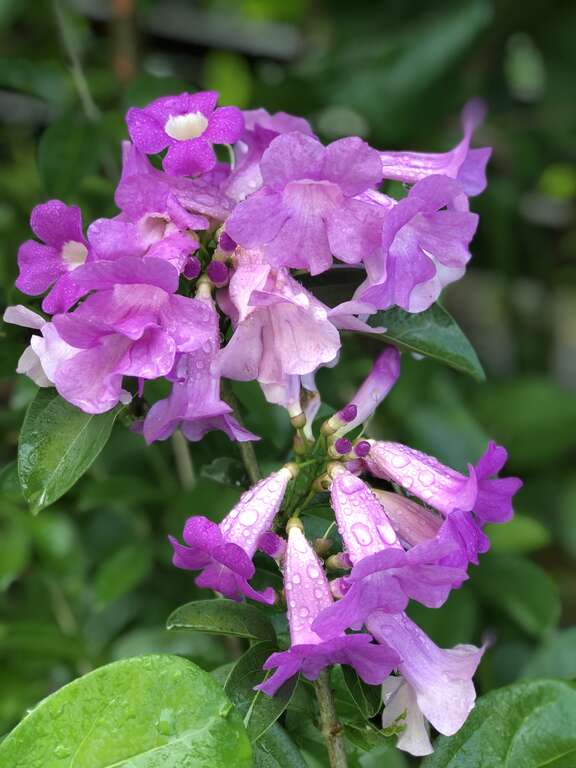 谁在装蒜？  蒜香藤色香味俱全