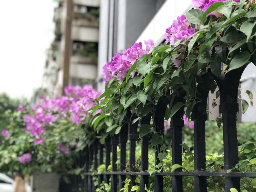谁在装蒜？  蒜香藤色香味俱全
