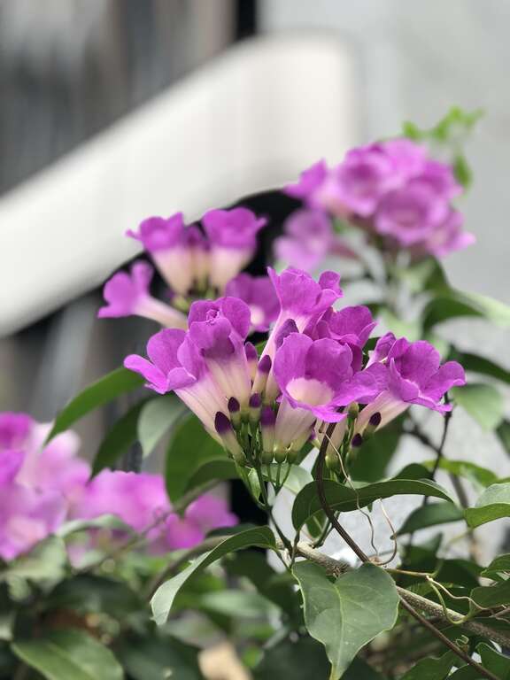 谁在装蒜？  蒜香藤色香味俱全