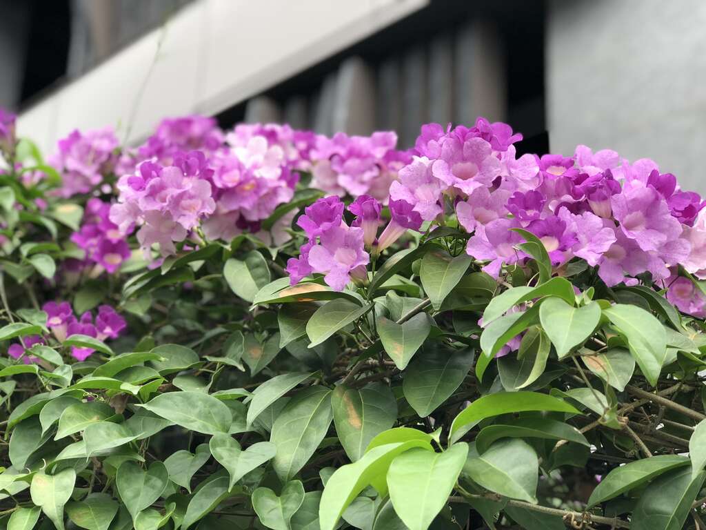 谁在装蒜？  蒜香藤色香味俱全