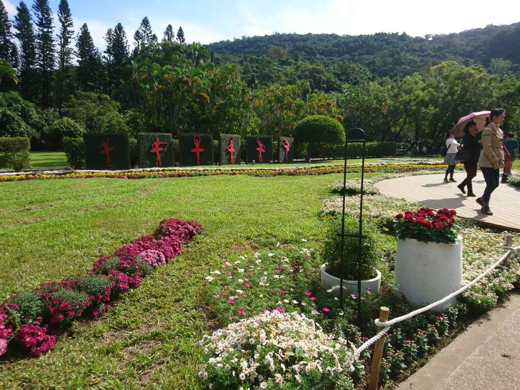 芭蕾舞者與菊花田園共舞