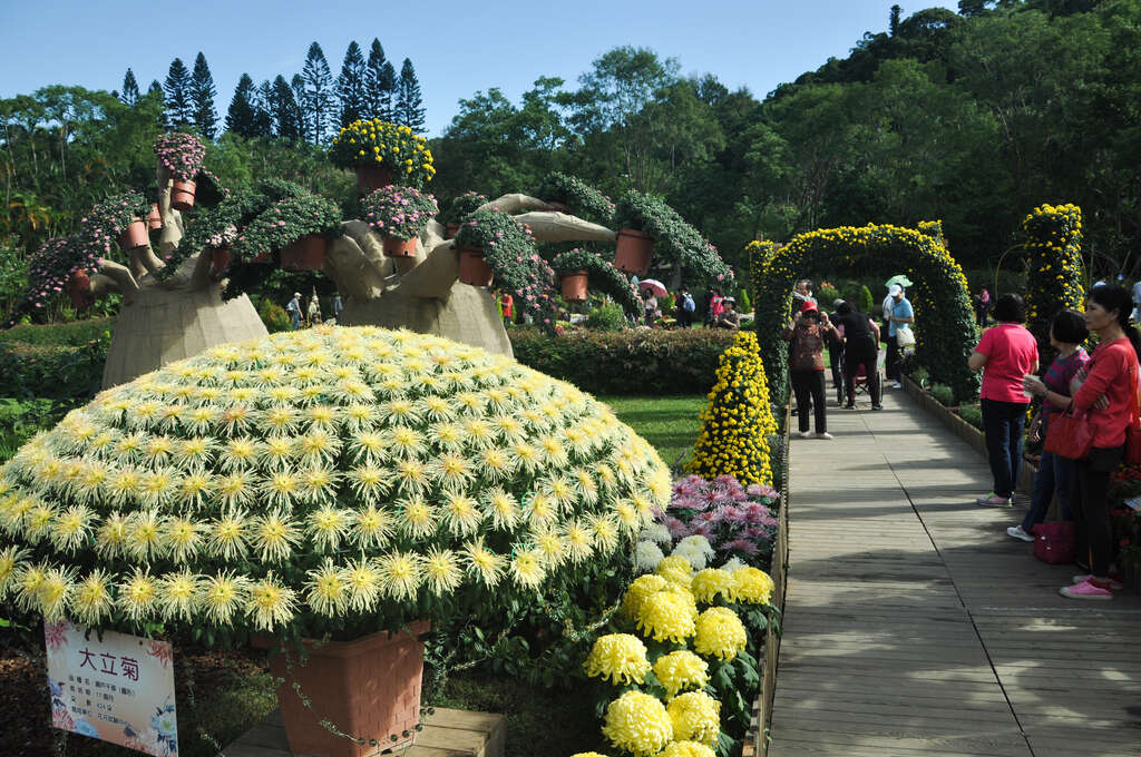 图11.展场由各种菊花布置布置而成(1)