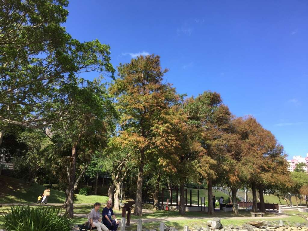 图9、大湖公园落羽松华丽变色，吸引游客驻足