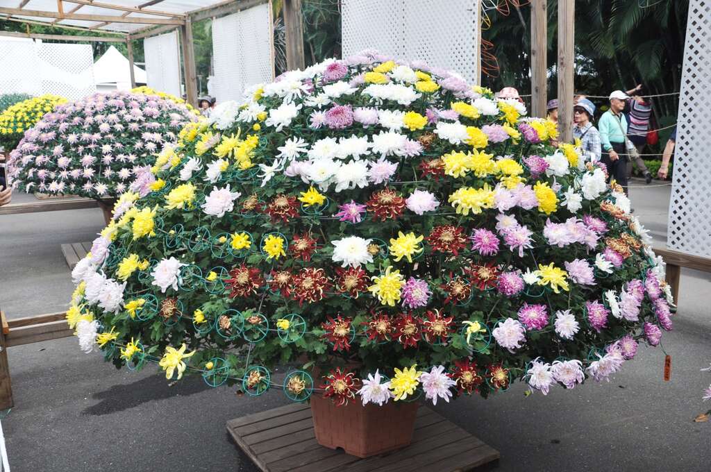 圖2.大立菊已進入最佳賞花期，千萬別錯過