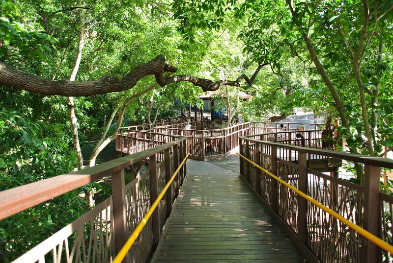 天母發現綠寶石 天和及東和公園與生態共舞