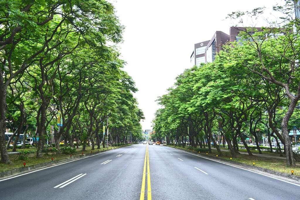 圖1.台北市行道樹台灣欒樹綠樹成蔭圖