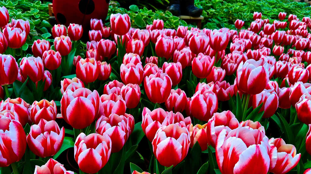 2018 CKS Shilin Residence Tulip Show to Kickoff February 13