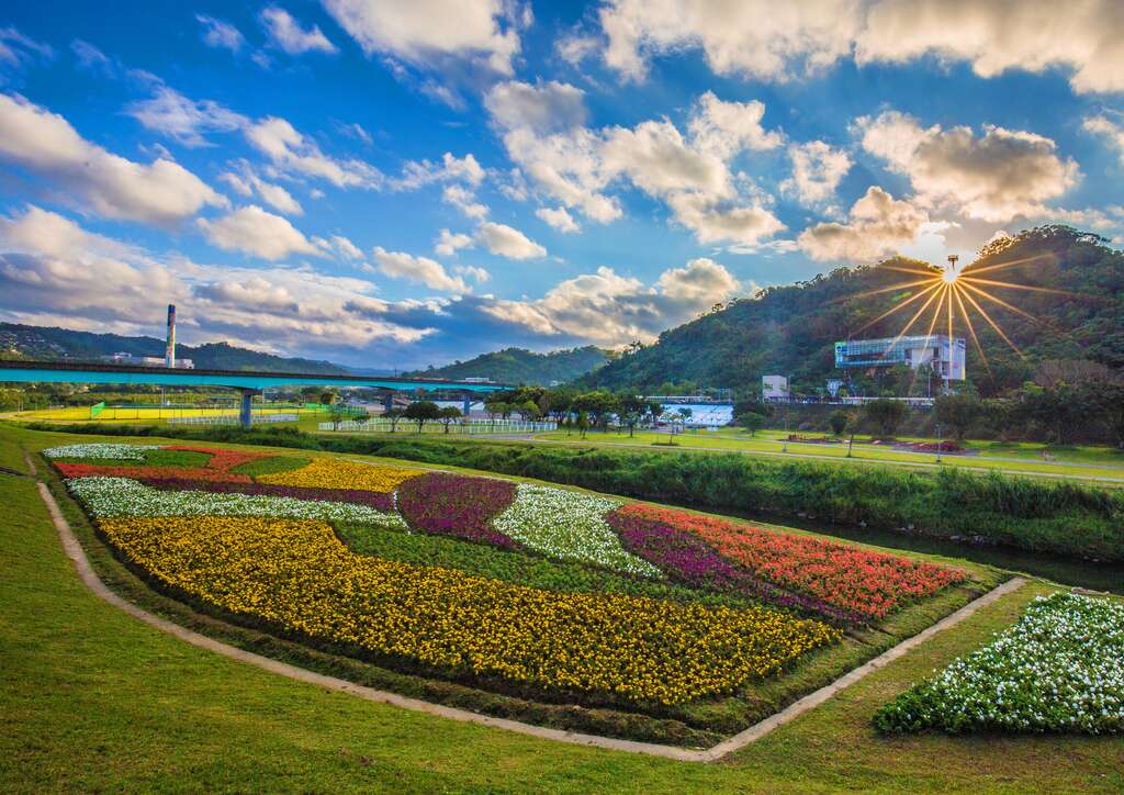 觀賞期倒數中 北市河濱限定美景 絕美花海盛開中