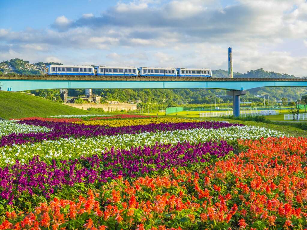 觀賞期倒數中 北市河濱限定美景 絕美花海盛開中