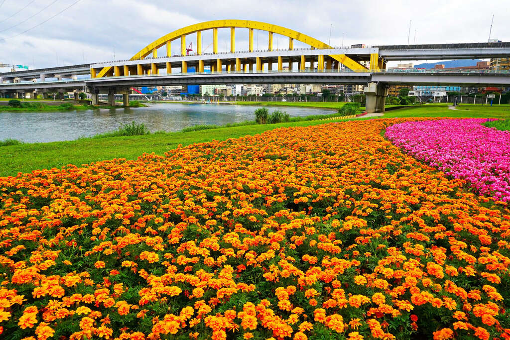 觀賞期倒數中 北市河濱限定美景 絕美花海盛開中