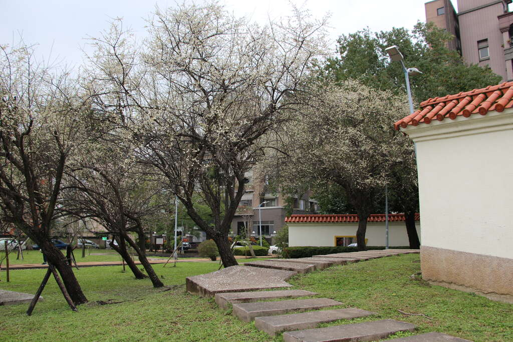 圖3. 古色古香的志成公園梅花現正盛開2攝自李佳佳
