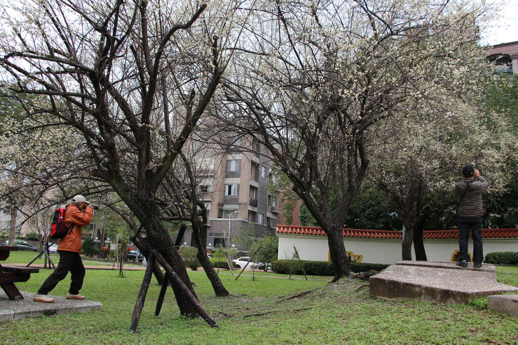 圖4.志成公園梅花盛開，吸引民眾拍照攝自李佳佳