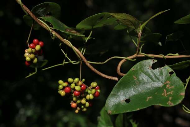 2千金藤，常綠性爬藤，高掛於樹上，成串的果實由綠轉紅