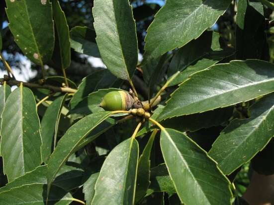 3.青剛櫟，低海拔最常見的殼斗科喬木，果實是松鼠的最愛