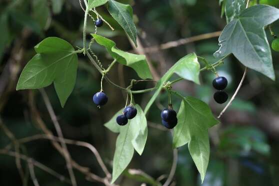 7.三角葉西番蓮，一種野生的百香果，漿果直徑約1公分，成熟時黑紫色，不甜也不酸