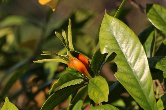 8.山黃梔，常綠大型灌木，花朵芬芳，成熟的漿果橘紅色，可用來做染料，並可入藥