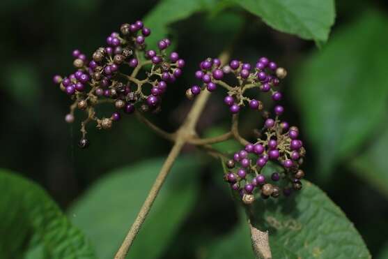 9.杜虹花，這一類的植物有很多種，為大型灌木，果實直徑約0.3公分，成熟時紫色