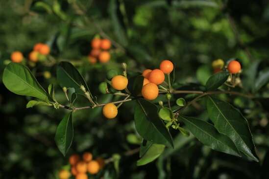 10.瑪瑙珠，茄科的小灌木，成熟的果實橘黃色，一年四季可見，但不可誤食