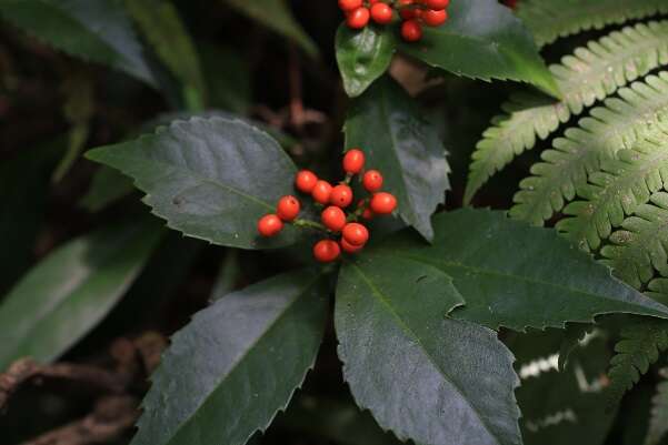 12.紅果金粟蘭，林蔭下的小灌木，入冬後果實變為橘紅色，令人驚艷