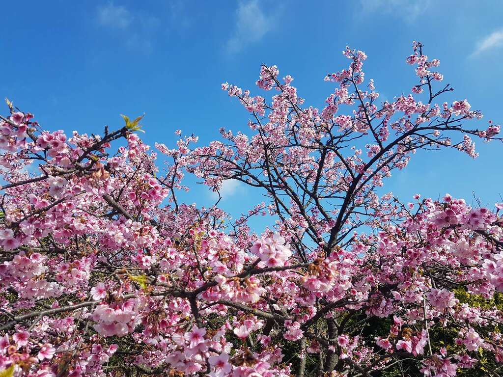 平菁街櫻花綻放II.
