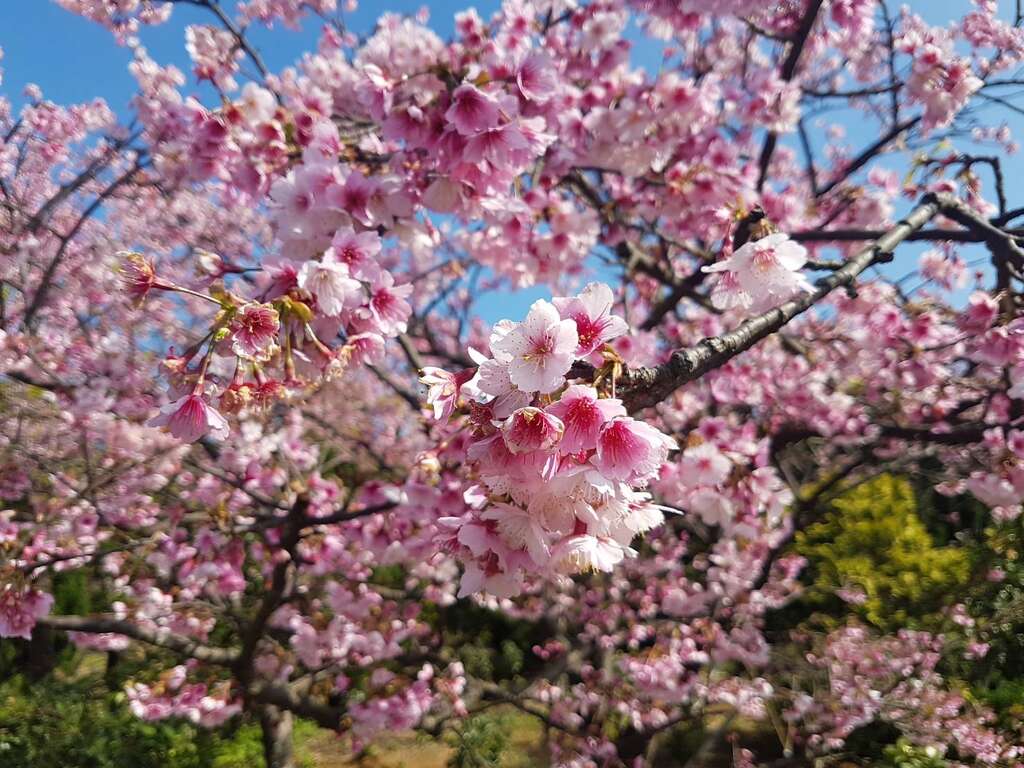 平菁街櫻花綻放I