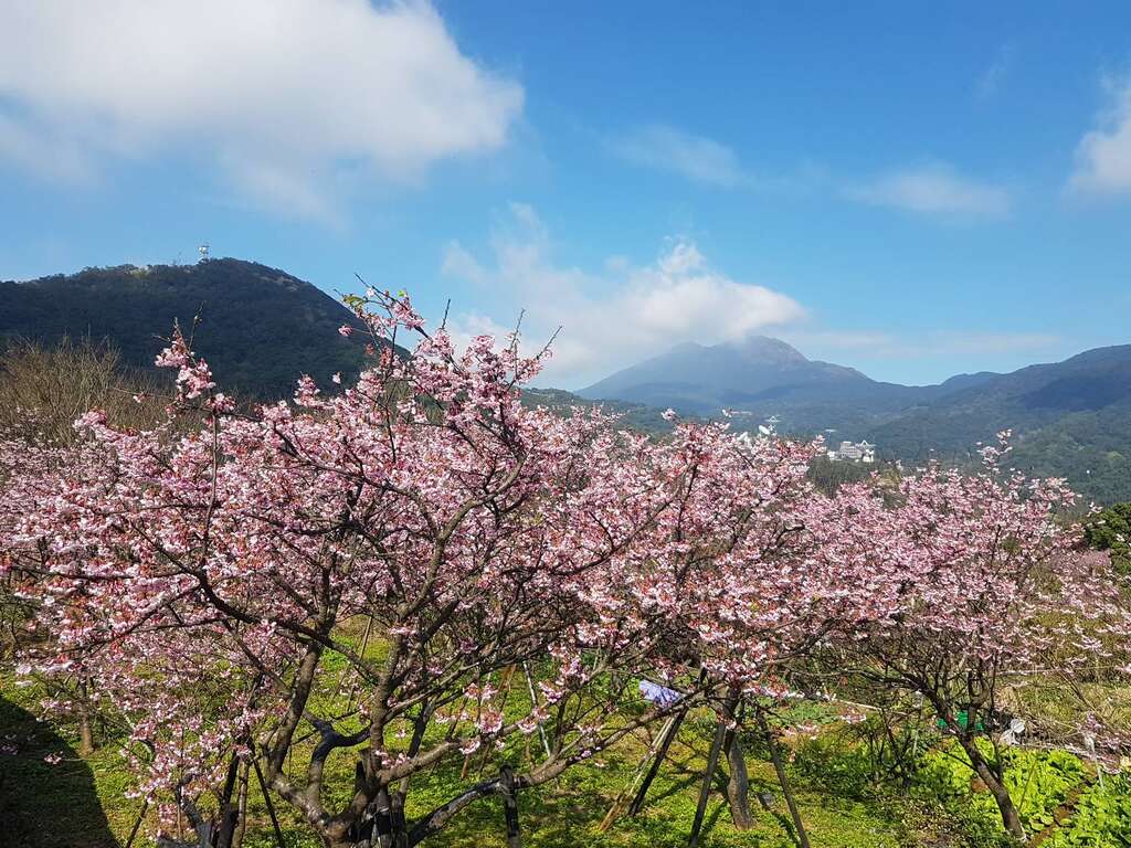 浪漫單車賞櫻夯 鐵馬驛站春意濃
