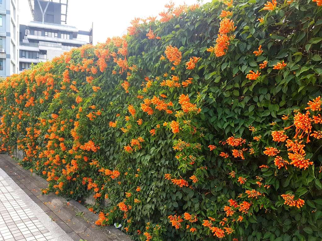 喜气盈门炮仗花　春节盛放庆吉祥