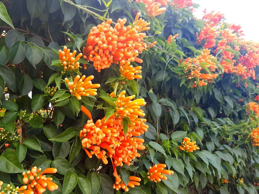 喜气盈门炮仗花　春节盛放庆吉祥