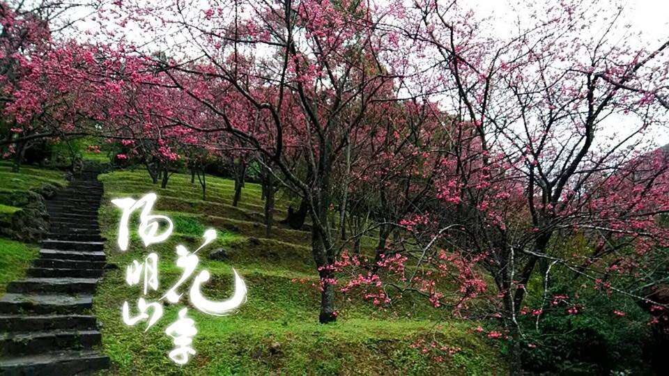 Musim Bunga Yangmingshan (Yang Ming Shan Flower Festival)