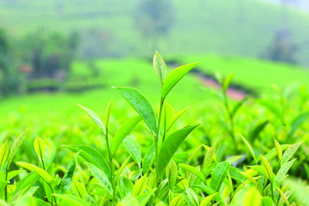 茶樹