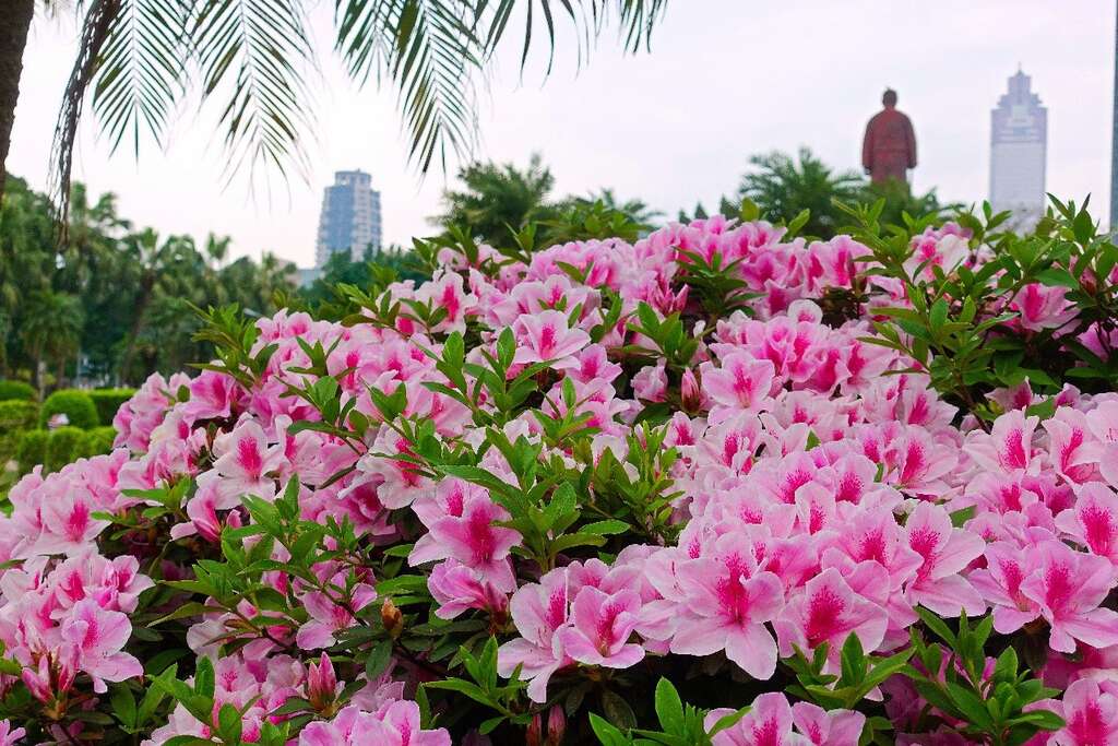 2018台北杜鵑花季 打卡地點特搜