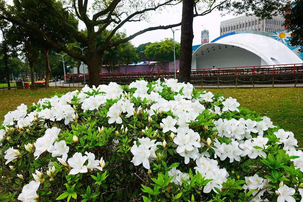 2018台北杜鵑花季 打卡地點特搜