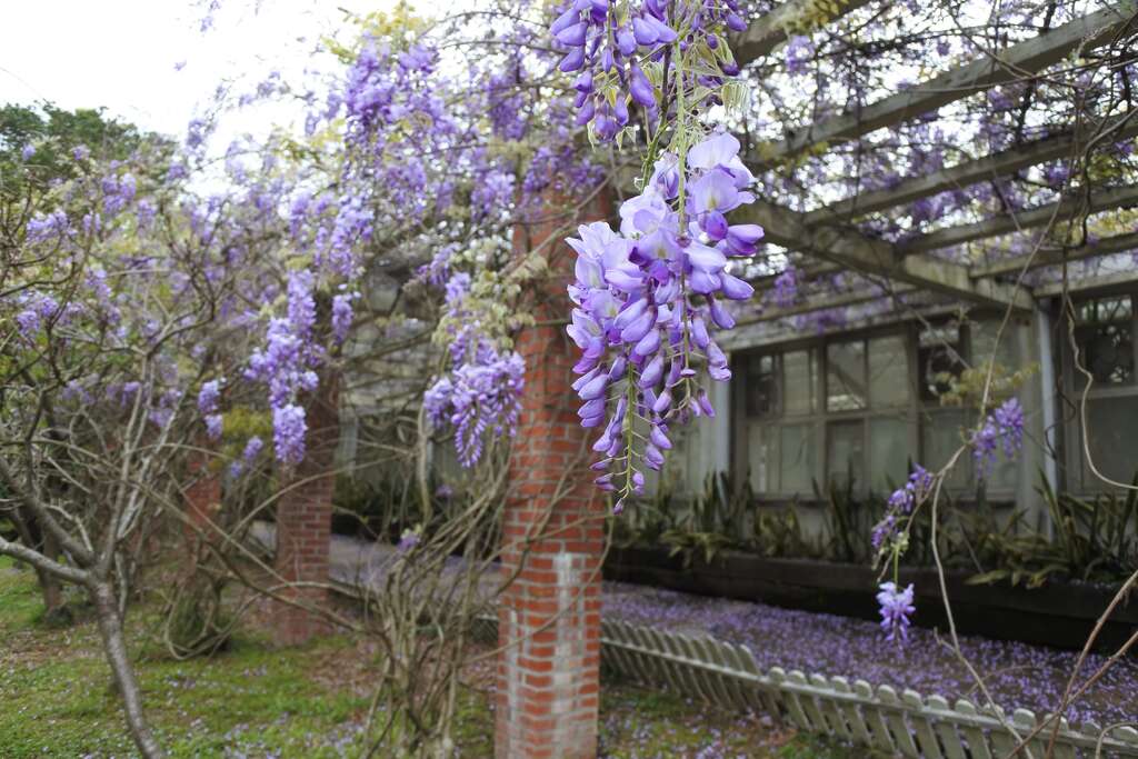 陽明山花季壓軸出場　杜鵑、紫藤開得五彩繽紛