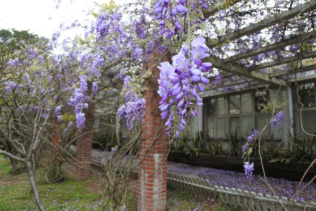 阳明山花季压轴出场　杜鹃、紫藤开得五彩缤纷