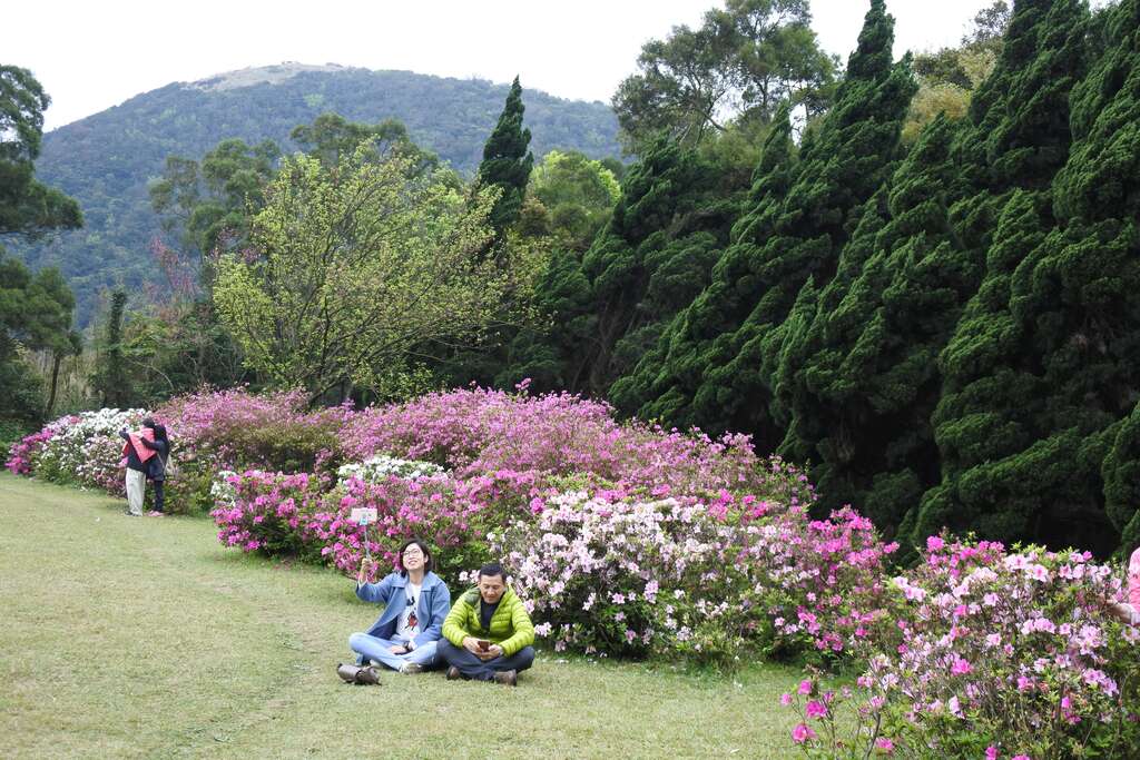 阳明山花季压轴出场　杜鹃、紫藤开得五彩缤纷