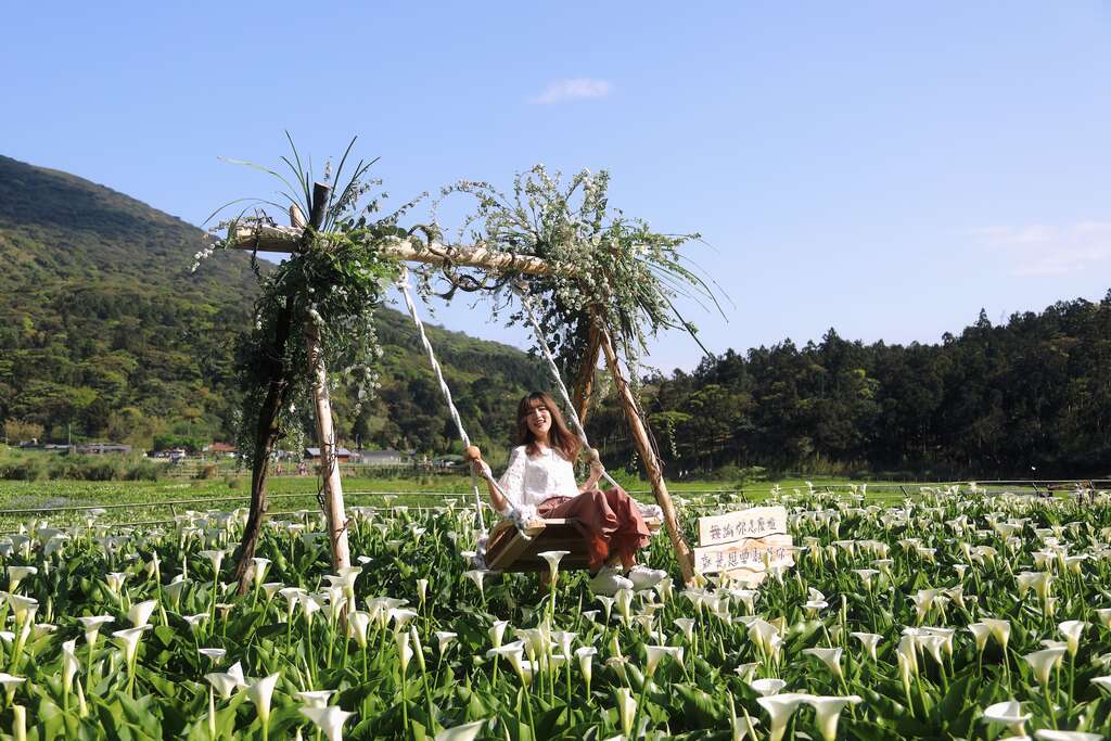 2018竹子湖海芋季