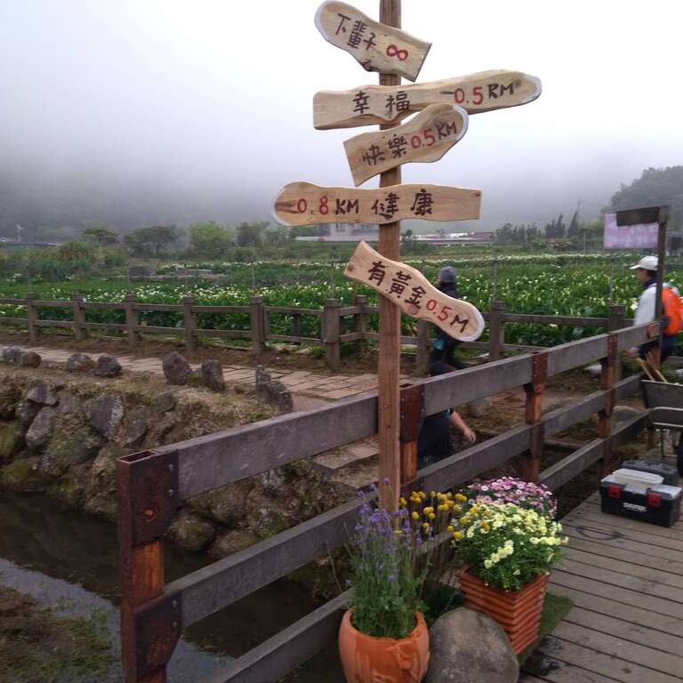 2018竹子湖海芋季